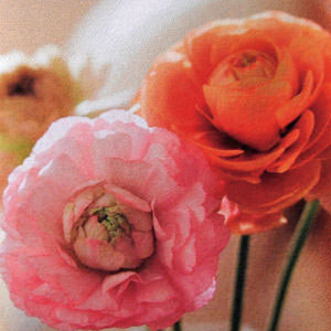 頂級象牙卡420um±20um